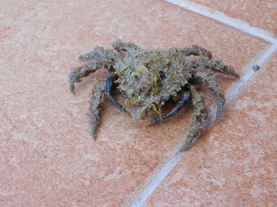 Specii de crabi-păianjeni – descoperă familia Majidae