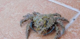 Specii de crabi-păianjeni – descoperă familia Majidae