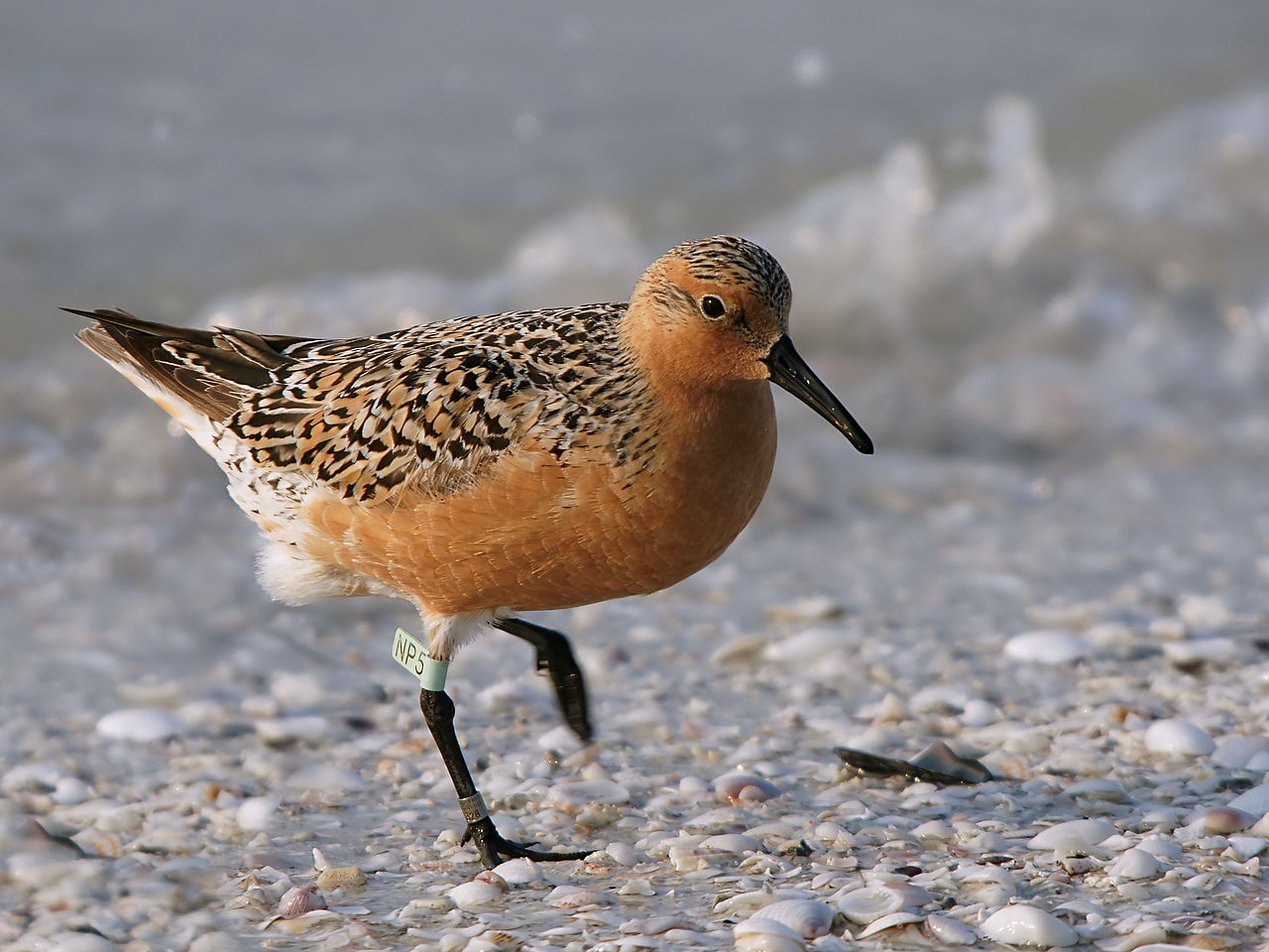 Specii de păsări - Vezi video cu fugaciul roșu (Calidris canutus)