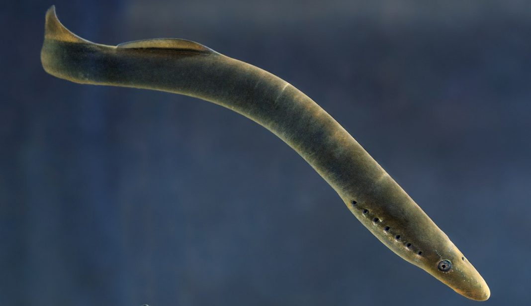 Specii de pești agnați – Chiscarul (Lampetra fluviatilis)