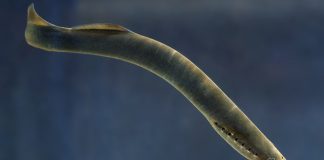 Specii de pești agnați – Chiscarul (Lampetra fluviatilis)