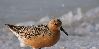 Specii de păsări - Vezi video cu fugaciul roșu (Calidris canutus)