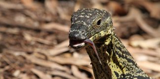 Specii de șopârle din Australia – Monitorul dantelat (Varanus varius)