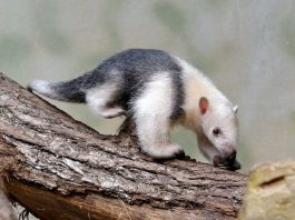 Tamandua (Tamandua tetradactyla) - Furnicarul mic ce trăiește în pădurile tropicale