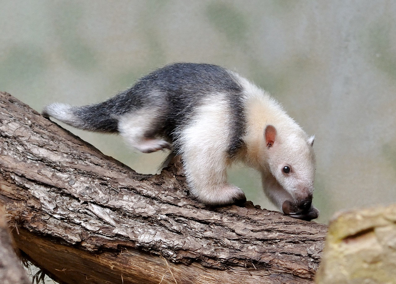 Tamandua (Tamandua tetradactyla) - Furnicarul mic ce trăiește în pădurile tropicale