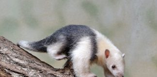 Tamandua (Tamandua tetradactyla) - Furnicarul mic ce trăiește în pădurile tropicale