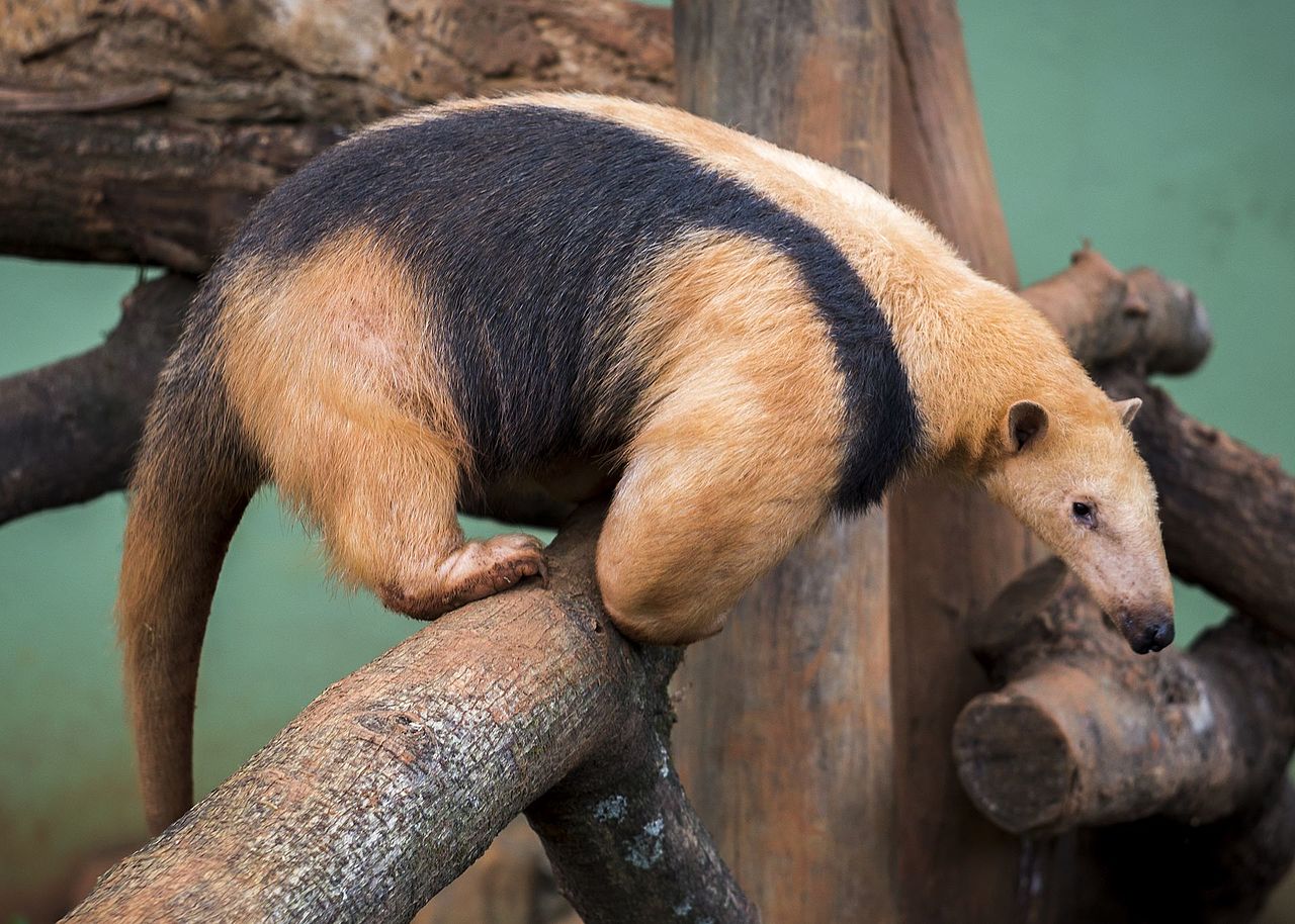 Tamandua tetradactyla