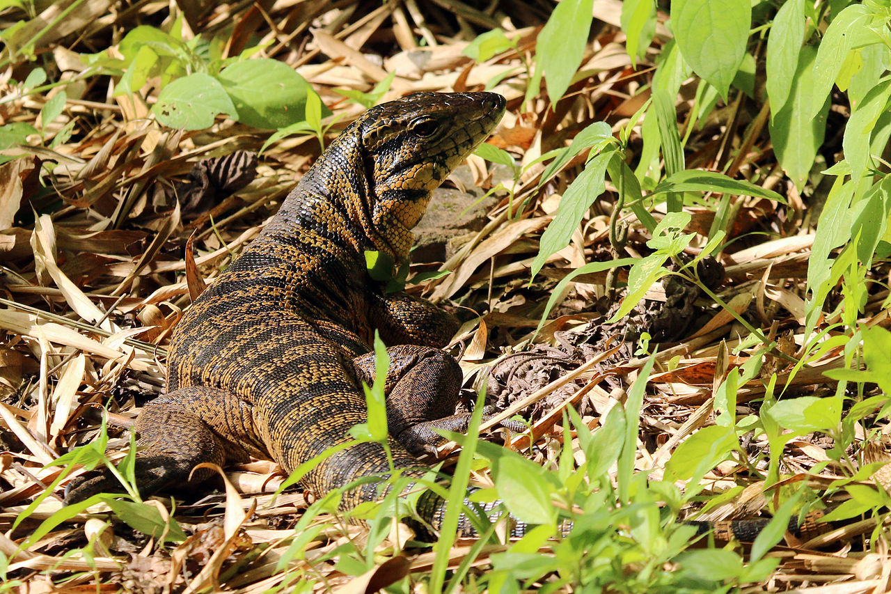 Tegu negru