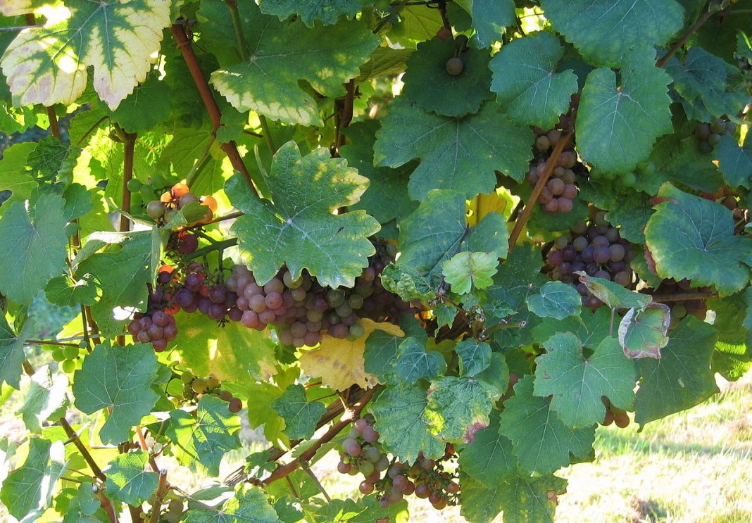 Traminer