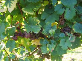 Traminer