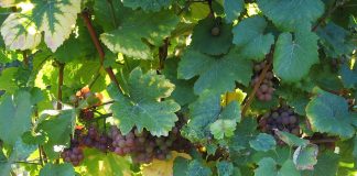 Traminer