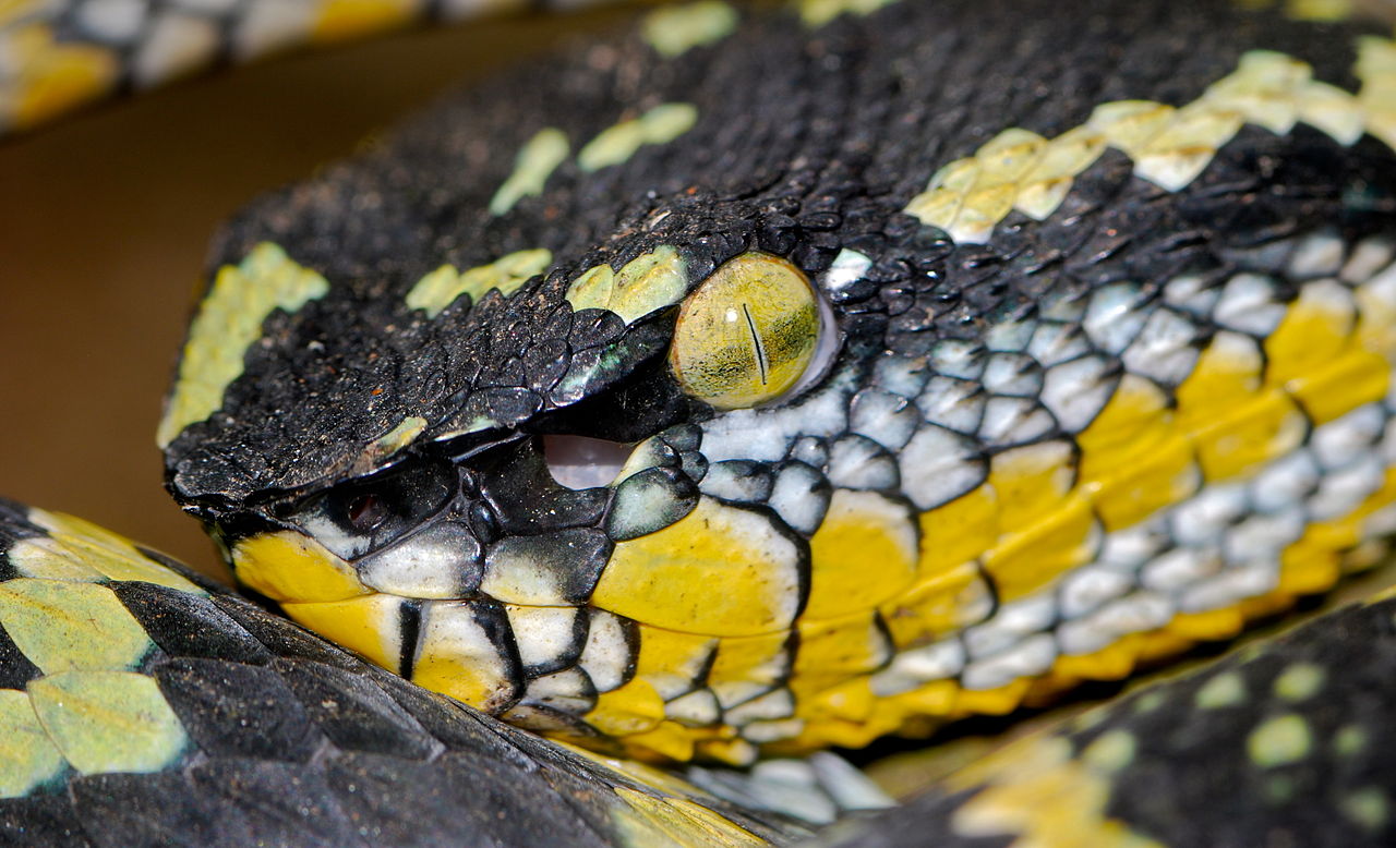 Tropidolaemus wagleri