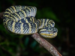 Vipera lui Wagler (Tropidolaemus wagleri) din templul Penang