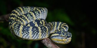 Vipera lui Wagler (Tropidolaemus wagleri) din templul Penang