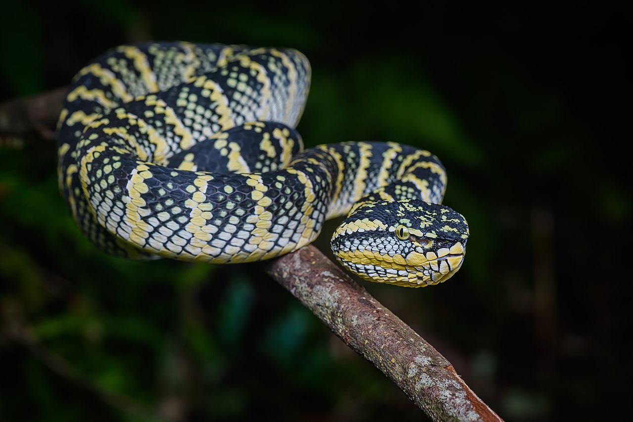 Vipera lui Wagler (Tropidolaemus wagleri) din templul Penang