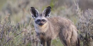 Vulpea cu urechi de liliac (Otocyon megalotis), un mamifer al savanelor