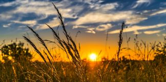 agricultura