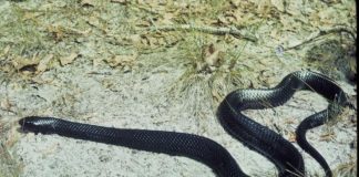 Șarpele indigo (Drymarchon corais) trăiește în America