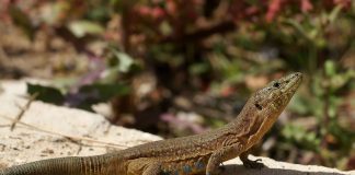 Șopârla lui Lilford (Podarcis lilfordi), specie din Insulele Baleare