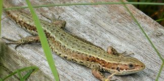 Șopârla vivipară (Lacerta vivipara), o specie comună în Europa