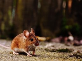 Șoarecele de pădure (Apodemus sylvaticus) și trăsăturile speciei