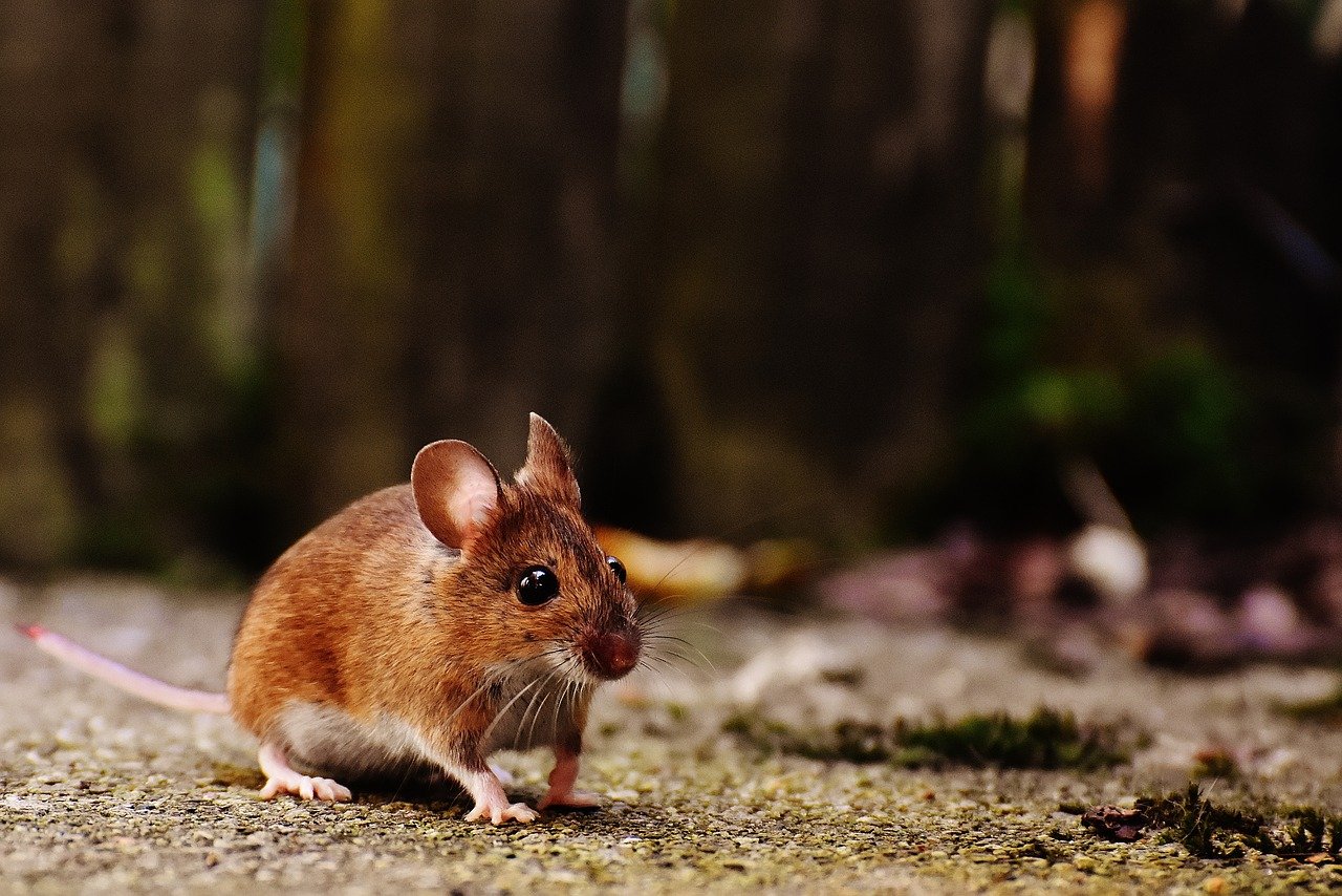 Șoarecele de pădure (Apodemus sylvaticus) și trăsăturile speciei