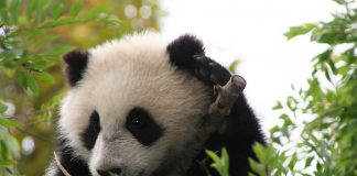 Află lucruri interesante despre ursul Panda sau ursul de bambus