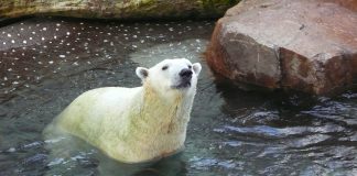 Află lucruri interesante despre ursul polar și despre stilul său de viață