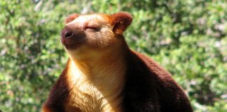 Află mai multe detalii despre cangurul de copac