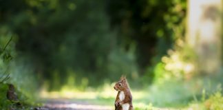 Află mai multe detalii despre veverițe