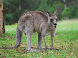 Animalele marsupiale, vezi aici cele mai interesante lucruri