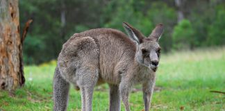 Animalele marsupiale, vezi aici cele mai interesante lucruri