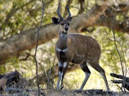 Antilopa de pădure (Tragelaphus scriptus), cea mai cunoscută specie din Africa