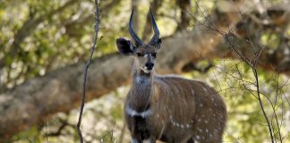 Antilopa de pădure (Tragelaphus scriptus), cea mai cunoscută specie din Africa