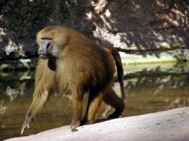 Babuinul de Guinea (Papio papio), vezi prin ce diferă această primată de restul