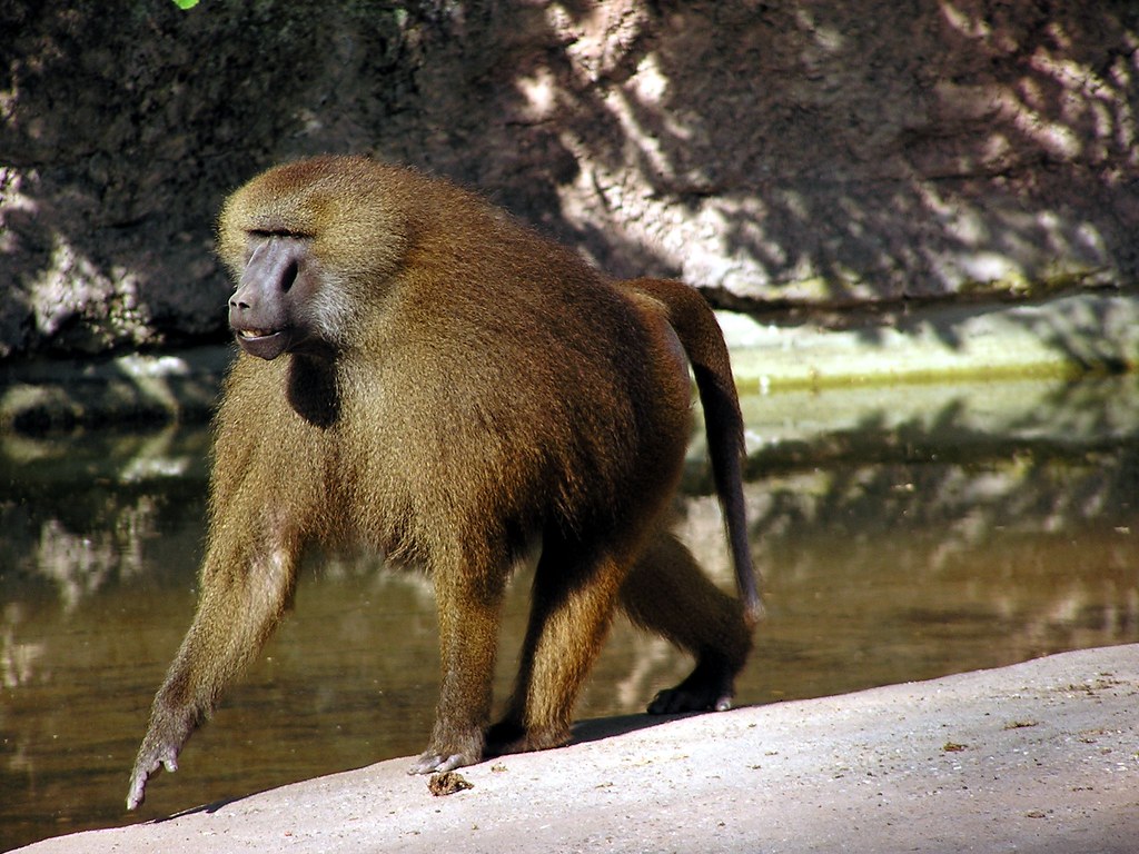 Babuinul de Guinea (Papio papio), vezi prin ce diferă această primată de restul