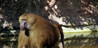 Babuinul de Guinea (Papio papio), vezi prin ce diferă această primată de restul