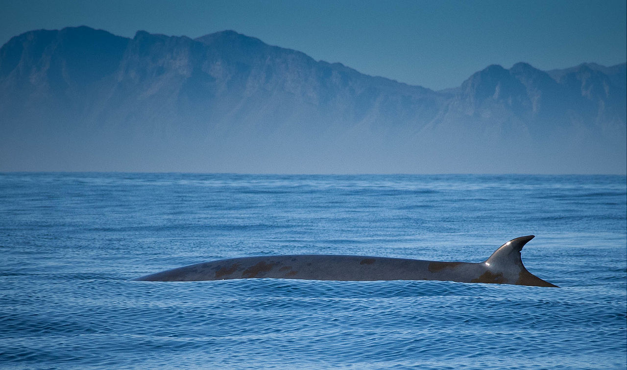 Balaenoptera edeni