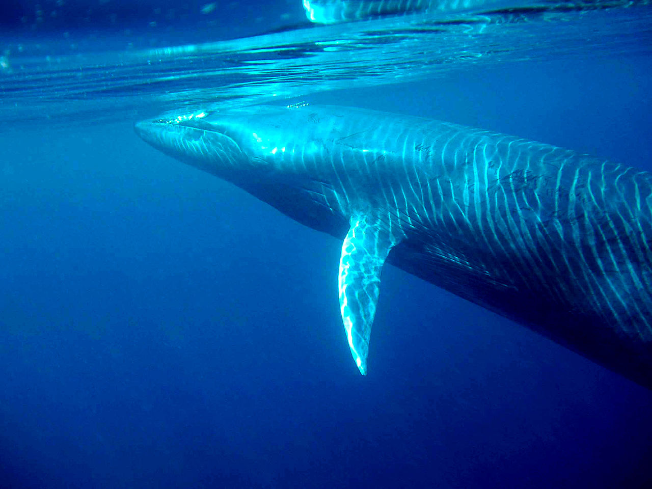 Balena pitică a lui Bryde (Balaenoptera edeni), o specie din familia Balaenoptiidae