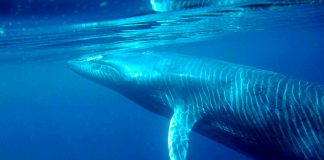 Balena pitică a lui Bryde (Balaenoptera edeni), o specie din familia Balaenoptiidae