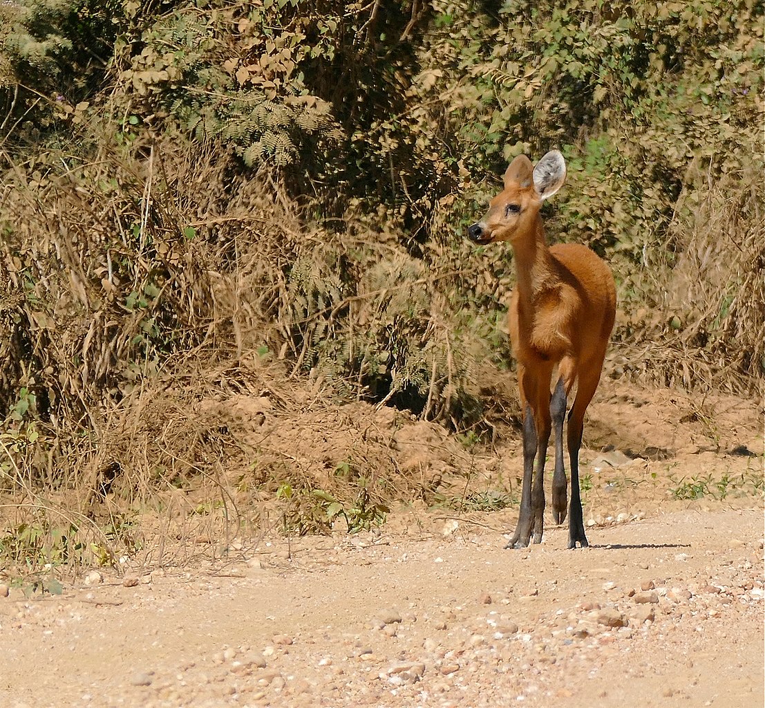 Blastocerus dichotomus