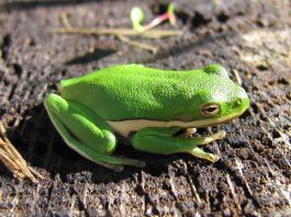 Brotăcelul verde (Hyla cinerea) își schimbă coloritul corpului