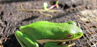 Brotăcelul verde (Hyla cinerea) își schimbă coloritul corpului
