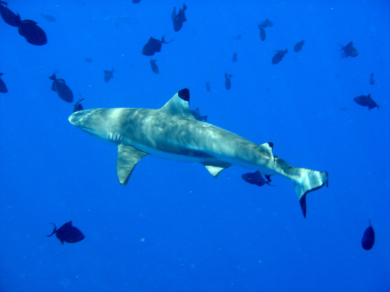 Carcharhinus melanopterus