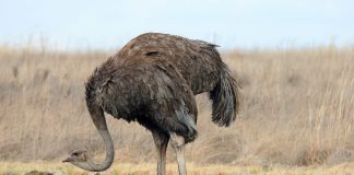 Cele mai interesante lucruri despre struț