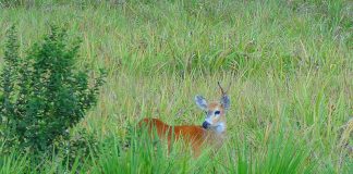 Cerbul de mlaștină (Blastocerus dichotomus), vezi cum arată