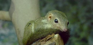 Chitcanul mic de copac (Tupaia minor) un mamifer din Asia