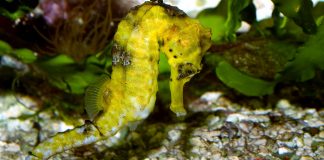 Descoperă lucruri interesante despre caluțul de mare (Hypocampus hypocampus)