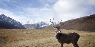 Descoperă lucruri interesante despre reni