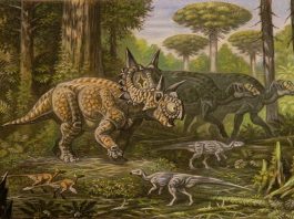 Dinozaurul Xenoceratops foremostensis avea capul imens